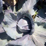 Rishma Farm Fresh company logo