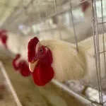 Henpec Foods PVT LTD company logo