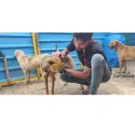 Sarvoham Animal Foundation company logo