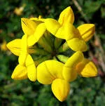 Trefoil Packaging Private Limited (Manufacturing... company logo