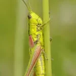 GRASSHOPPER LIFESTYLE PVT LTD company logo