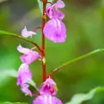 Balsam Cafe company logo