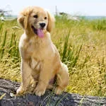 Golden cubes processing pvt ltd company logo