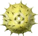 pollen grains company logo